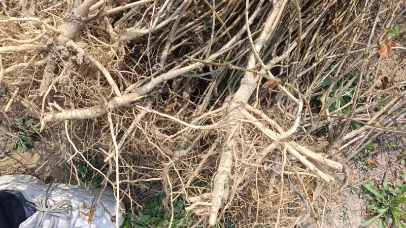 【基地直发】药用5号高产连翘苗好成活可视频看货保质保量