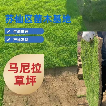 【热销】马尼拉草坪规格齐全品质上乘成活率高欢迎咨询