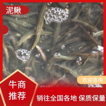 泥鳅圆鳅基地直发新鲜上市个头大量大从优欢迎联系
