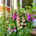 毛地黄种子指顶花吊钟花种籽可切花庭院花镜室内外阳台盆栽秋