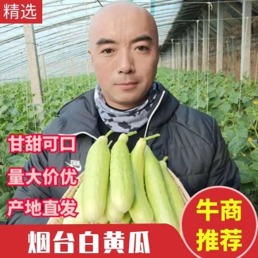 白玉黄瓜，烟台海阳特产，口感鲜嫩脆甜，专业一件代发