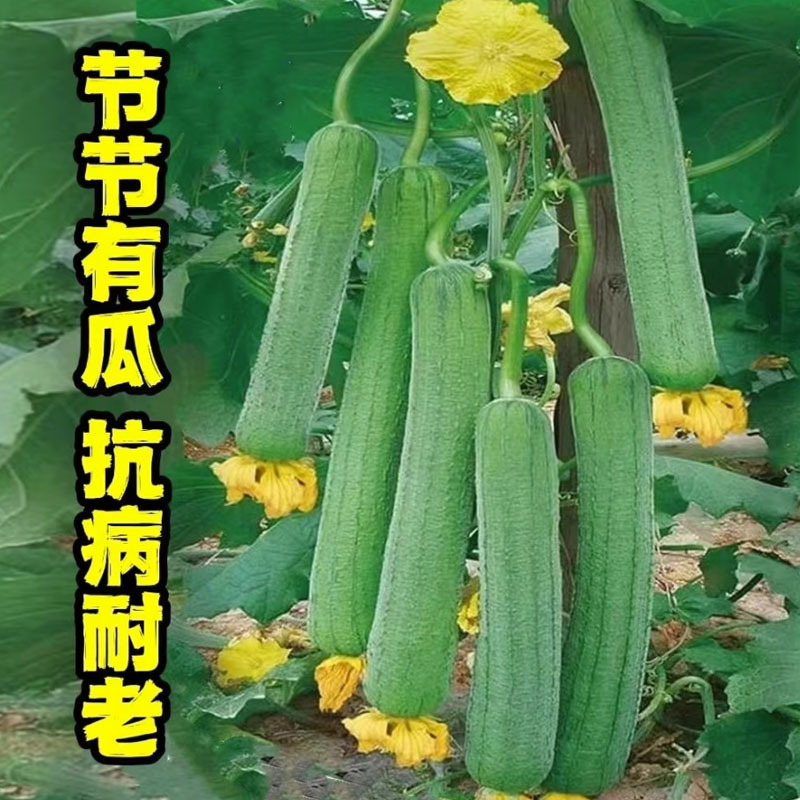 翠霜丝瓜种子短棒肉丝瓜熟性早香味浓不易空心挂果力强