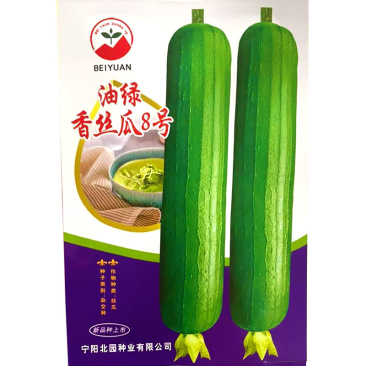 油绿香丝瓜8号丝瓜种子短型25厘米杂交早熟圆筒形肉丝瓜