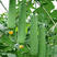 油绿香丝瓜8号丝瓜种子短型25厘米杂交早熟圆筒形肉丝瓜