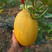 山科蜜六号桔红肉哈密瓜种子中早熟较细网纹甜瓜种子大果