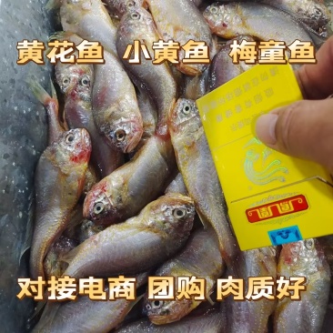 小黄鱼梅童鱼大头宝肉质细腻嫩滑适合电商市场销售