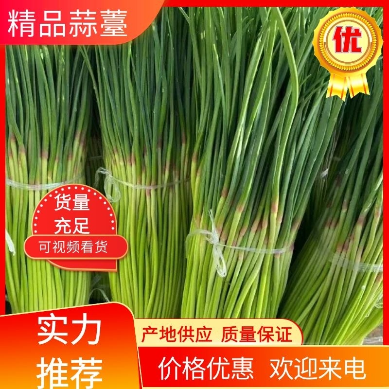 『牛』中牟红冒蒜苔，现产现发保证新鲜欢迎大家前来考察定购