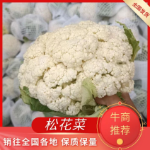 河南南阳白面青梗有机菜花大量上市精品货源量大从优