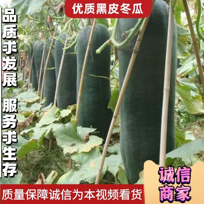 精品广西黑皮冬瓜黑皮冬瓜大量上市产地直供随行就市