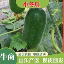 山东小冬瓜吊冬瓜绿皮冬瓜大量上市品质保证欢迎