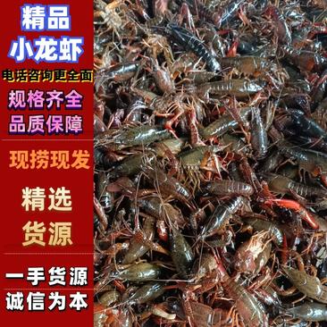 【精选】湖南龙虾小龙虾一手货源鲜活个头大基地直发