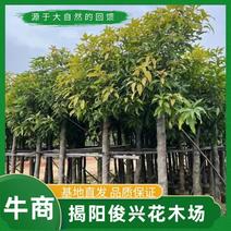 广东芒果树规格齐全量大从优品质保证欢迎