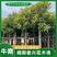 广东芒果树规格齐全量大从优品质保证欢迎联系