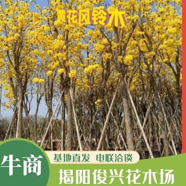 黄花风铃木5--15公分基地直发品质保证欢迎联系