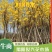黄花风铃木5--15公分基地直发品质保证欢迎联系