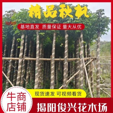 精品秋枫基地直发品质保证一手货源量大从优欢迎联