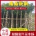 精品秋枫基地直发品质保证一手货源量大从优欢迎联