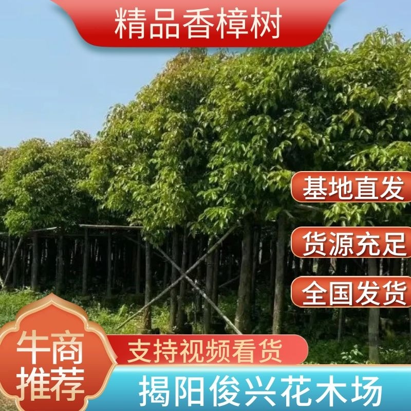 精品香樟基地直发规格齐全品质保证欢迎联系