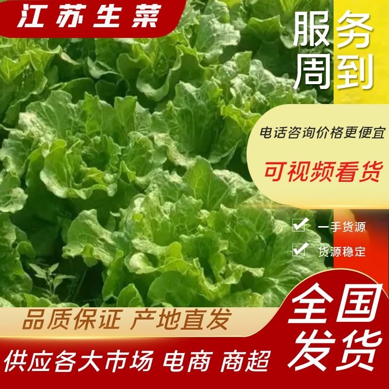 生菜/散叶生菜/江苏生菜/淮安生菜/精品生菜/全国发货