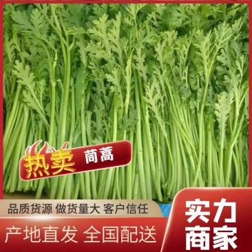 茼蒿/小叶茼蒿/江苏淮安茼蒿/淮安茼蒿/视频拿货电联优惠