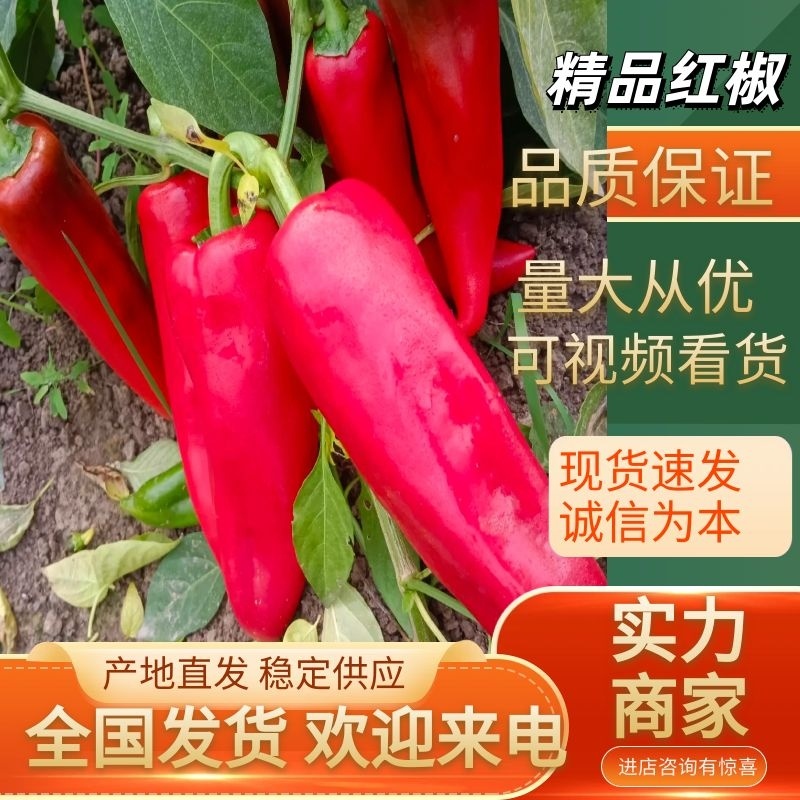 【鲜辣椒】红椒精选大红椒江苏大淮安产地直发全国市场电联