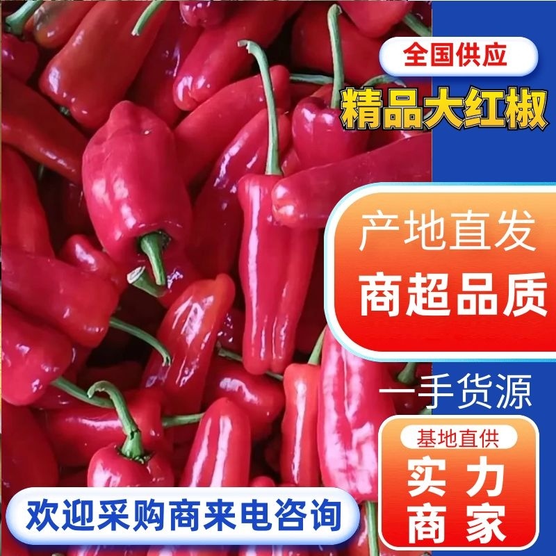 鲜辣椒/红椒/大红椒/江苏大红椒/淮安鲜辣椒/产地发货