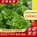 【热卖生菜】生菜新鲜供货散叶江苏产地可电话议价欢迎来电优惠