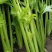 【芹菜】河南中小西芹芹菜，大量批发，商场，电商有需要联系