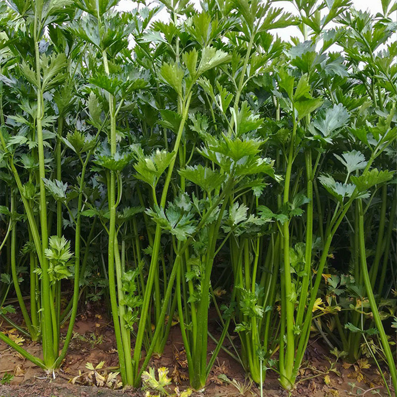 鲍芹种子本芹实心芹菜种籽无渣青翠长细芹菜种籽蔬菜青芹菜苗