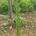 鲍芹种子本芹实心芹菜种籽无渣青翠长细芹菜种籽蔬菜青芹菜苗