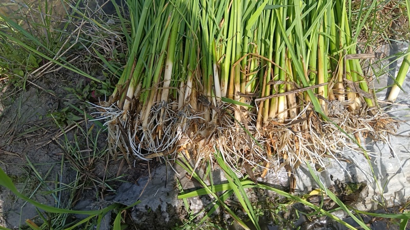 优质双季茭白苗又大又白老根老苗产量高品质保证大量有货