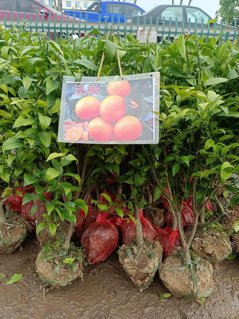 柑桔苗沃柑苗、纽荷尔脐橙苗成活率高保质保量，价格优惠