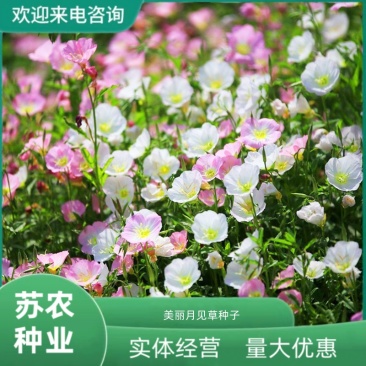 美丽月见草种子多年生四季开花易活阳台盆栽庭院花卉夜来香花