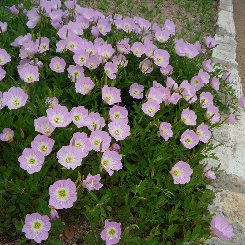 美丽月见草种子多年生四季开花易活阳台盆栽庭院花卉夜来香花