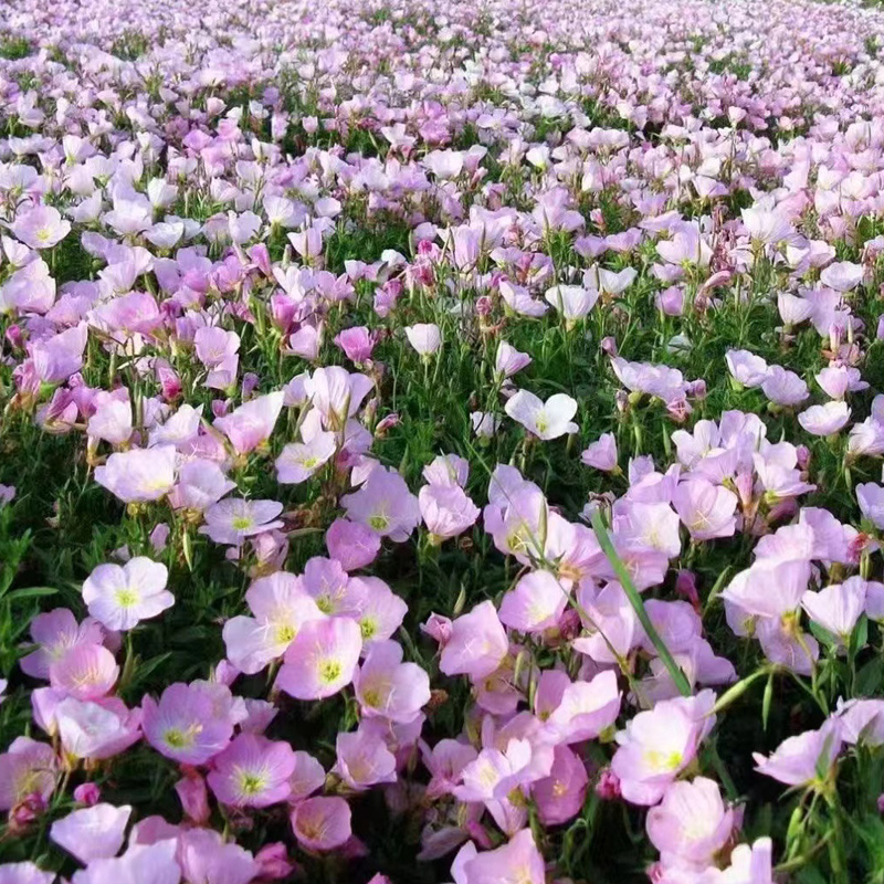 美丽月见草种子多年生四季开花易活阳台盆栽庭院花卉夜来香花