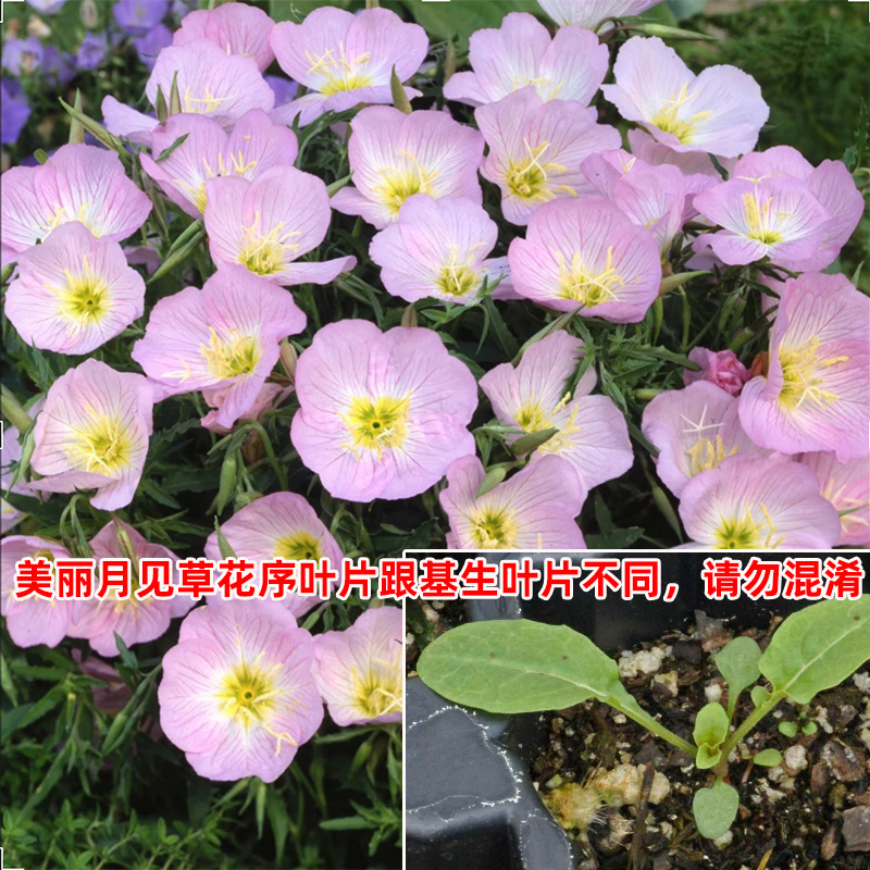 美丽月见草种子多年生四季开花易活阳台盆栽庭院花卉夜来香花