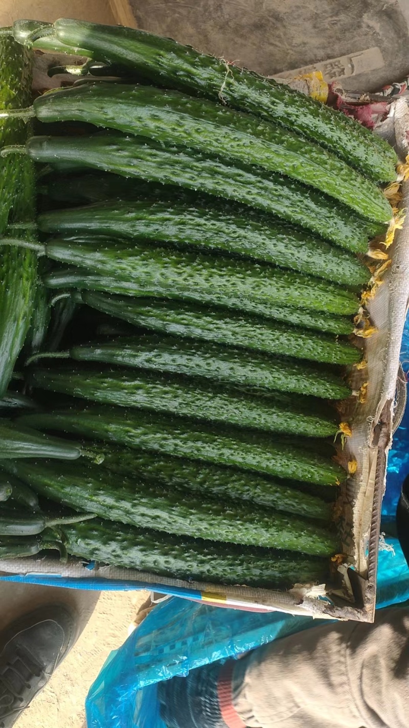 热卖安阳黄瓜大量上市，青瓜顶花，商超品质对接电商批发档口