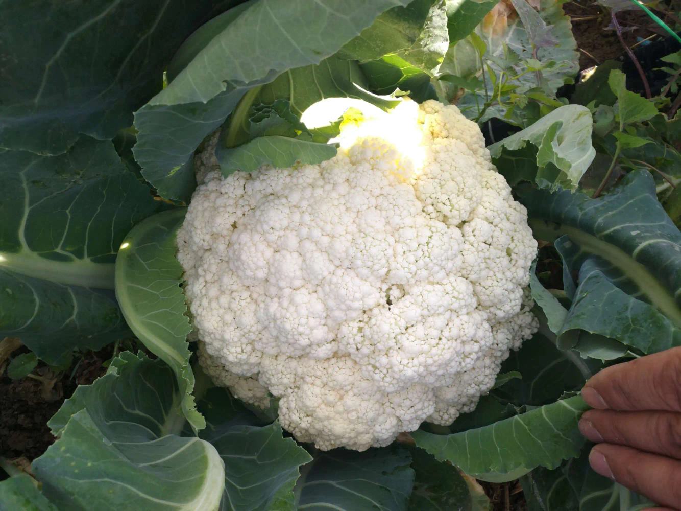 松花菜原材料图