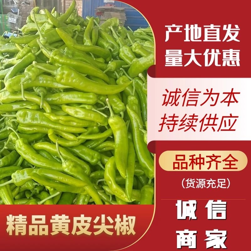 【鲜辣椒】精品尖椒黄皮尖椒供应各大市场电商商超
