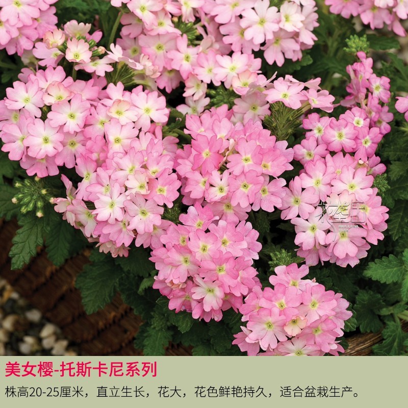 美女樱种子四季绣球花草五色梅铺地锦种籽可垂吊阳台盆栽春季