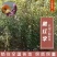 脆红李子苗嫁接苗规格齐全当年挂果南北方种植技术指导易成活