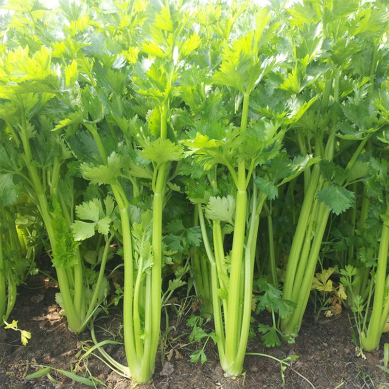 四季西芹种子耐热芹菜种子肉厚脆爽春秋高产20克