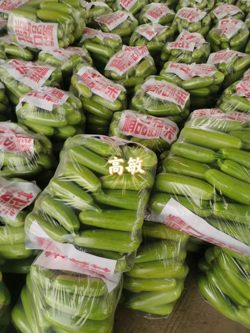 河南焦作博爱县西葫芦4两以上瓜条颜色绿货源充足可看货
