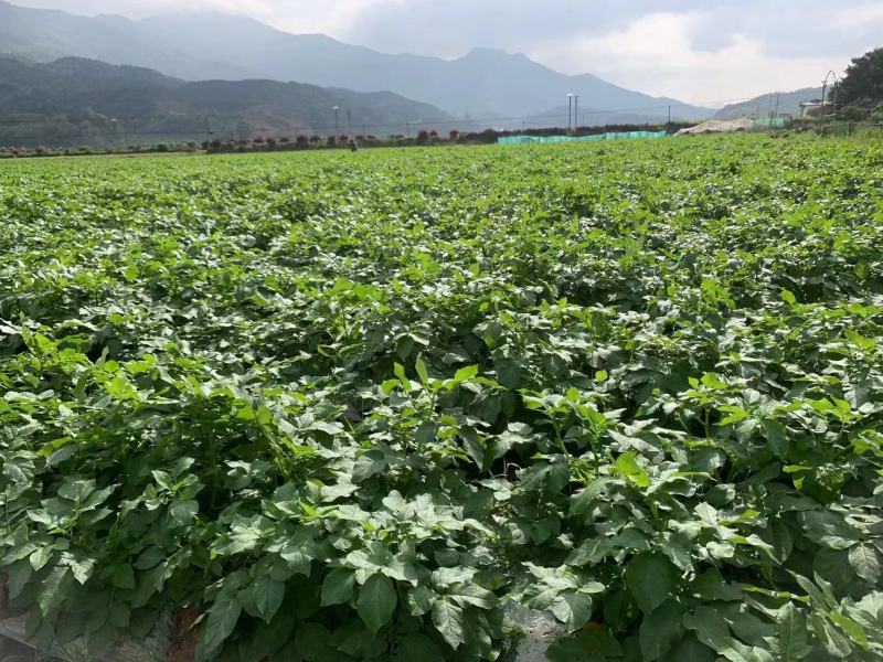 本地黄皮黄心土豆产地直供，保证质量，价格便宜，合作共赢