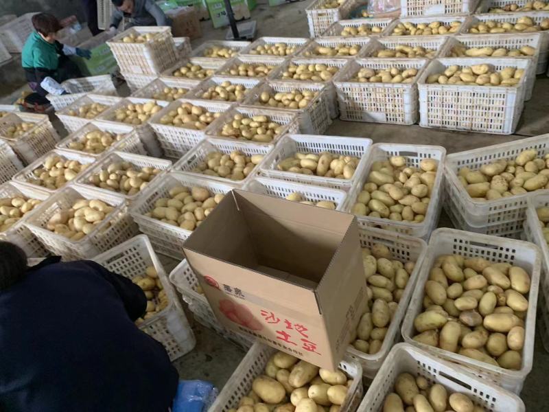 本地黄皮黄心土豆产地直供，保证质量，价格便宜，合作共赢