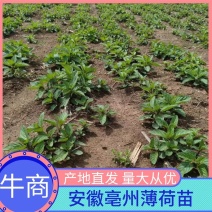 薄荷苗，安徽基地供货，质量好，价格优惠，欢迎采购