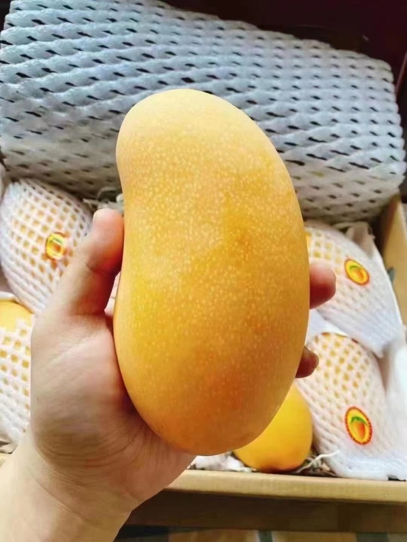 金煌芒