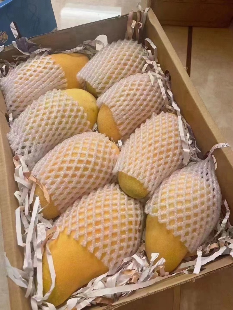 金煌芒
