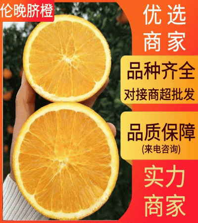 橙子/脐橙/秭归伦晚脐橙/中华红橙/源头货源/真实报价