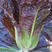 奥美紫孔雀种子直立沙拉菜种子孔雀菜种子高产紫生菜种子